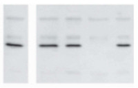 OLE1 | Oleosin 18,5 kDa in the group Antibodies Plant/Algal  / Developmental Biology / Signal transduction at Agrisera AB (Antibodies for research) (AS20 4412)